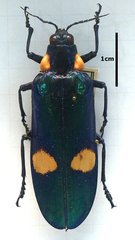 Megaloxantha bicolor