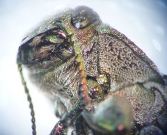 Chrysobothris femorata