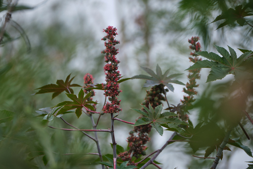 iNaturalist observation photo of castor bean