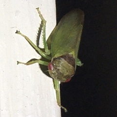 Iassus lanio