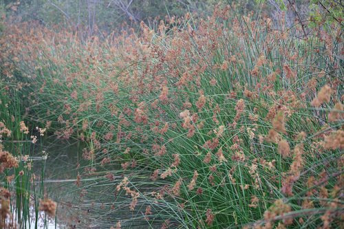 iNaturalist observation photo of California bulrush
