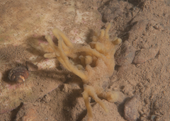 Halichondria bowerbanki