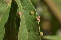 Aceria massalongoi