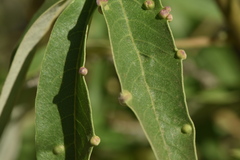 Aceria massalongoi