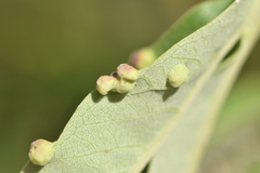 Aceria massalongoi