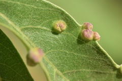 Aceria massalongoi