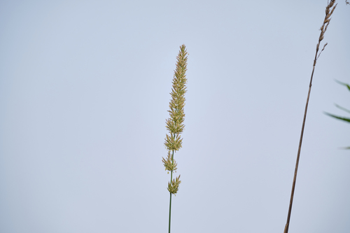 iNaturalist observation photo of giant wild rye