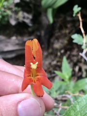 Erythranthe cinnabarina