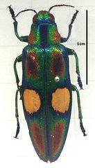 Chrysochroa ocellata