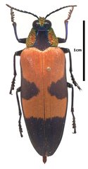 Chrysochroa buqueti