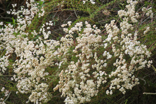 iNaturalist observation photo of California Buckwheat