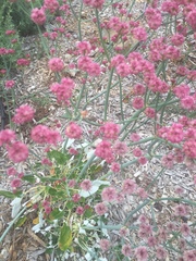Eriogonum grande rubescens