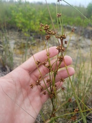 Cladium mariscus jamaicense
