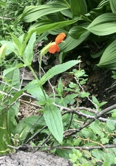 Erythranthe cinnabarina