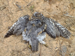 Psiloscops flammeolus