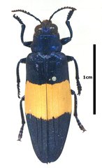 Chrysochroa castelnaudi