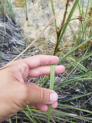 Cladium mariscus jamaicense