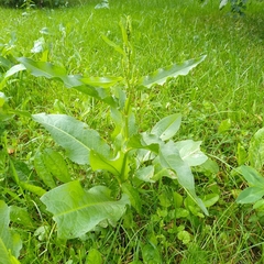 Rumex confertus