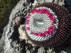Mammillaria orcuttii