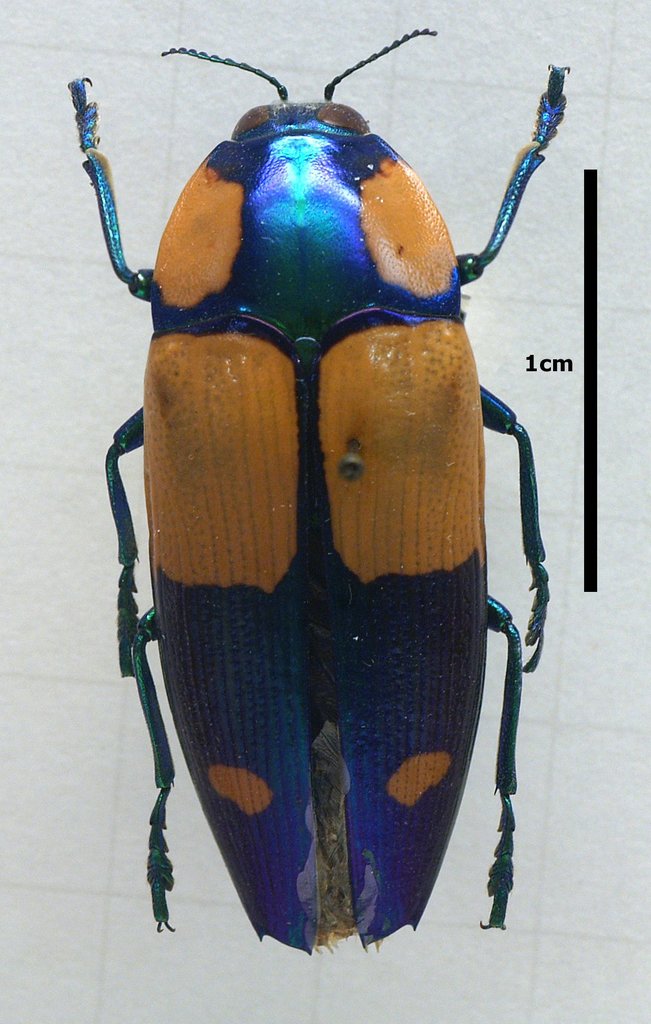 Calodema wallacei