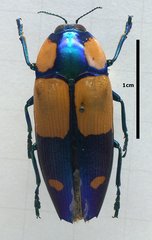 Calodema wallacei