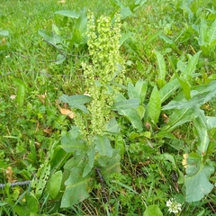 Rumex confertus
