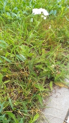 Achillea millefolium