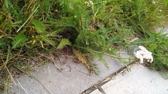 Achillea millefolium