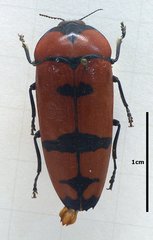 Calodema plebeia