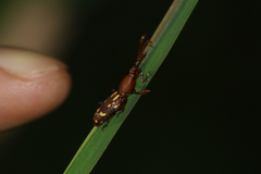 Arrhenodini