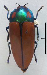Calodema regalis