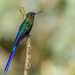 Violet-tailed Sylph - Photo (c) Andy Morffew, some rights reserved (CC BY)