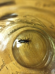 Strangalepta abbreviata