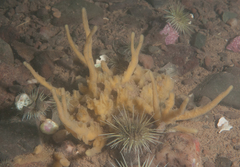 Halichondria bowerbanki