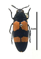 Agelia petelii