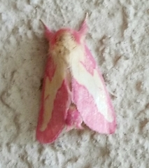 Hyparpax aurora