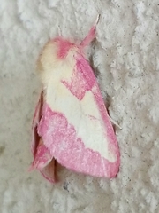 Hyparpax aurora