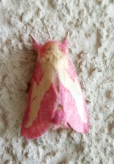 Hyparpax aurora