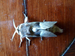 Megalopyginae