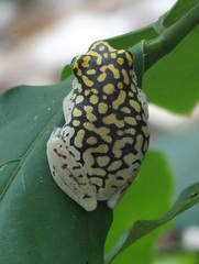 Hyperolius guttulatus