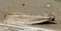 Eucosma ambodaidaleia