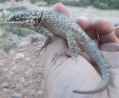 Tropidurus azurduyae