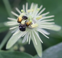 Protandrena passiflorae