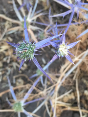 Eryngium creticum