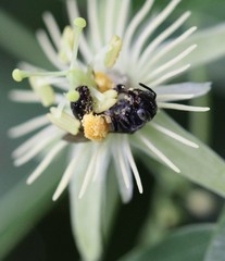 Protandrena passiflorae