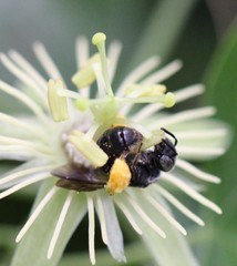 Protandrena passiflorae