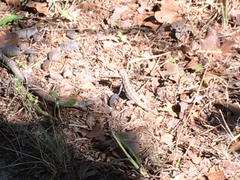 Holbrookia propinqua