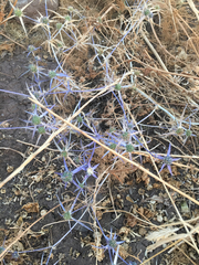 Eryngium creticum