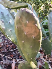 Opuntia elata