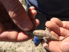 Holbrookia propinqua